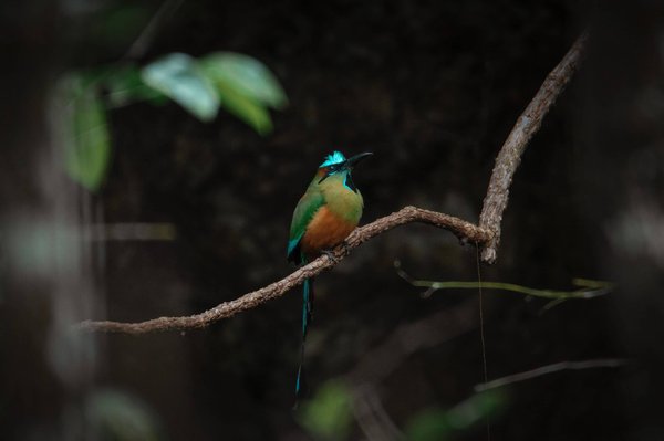 Comment s'appelle le gérant d'une SARL ?