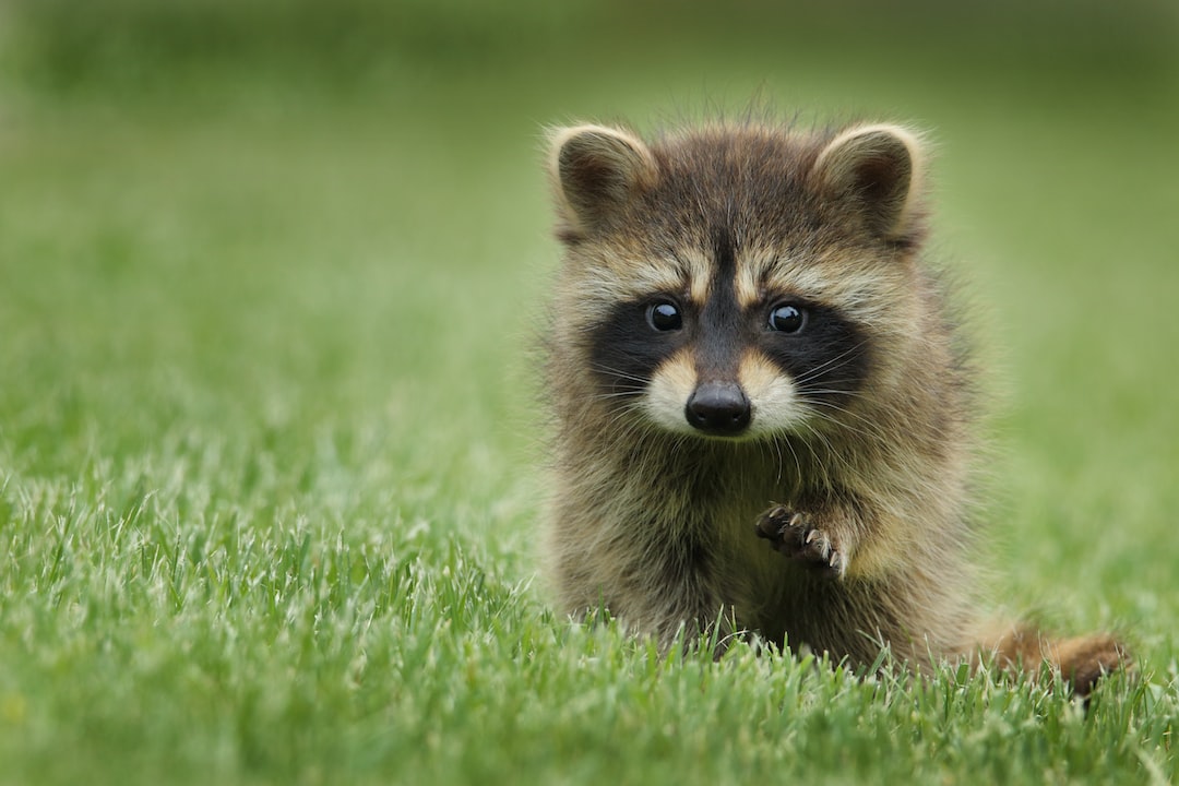 Quel animal est sournois ?